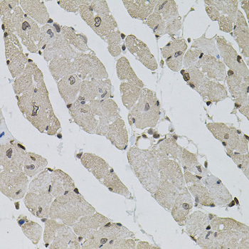 SRSF9 / SFRS9 Antibody - Immunohistochemistry of paraffin-embedded mouse heart using SRSF9 antibody (40x lens).