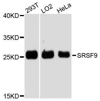 SRSF9 / SFRS9 Antibody - Western blot analysis of extracts of various cell lines, using SRSF9 antibody at 1:3000 dilution. The secondary antibody used was an HRP Goat Anti-Rabbit IgG (H+L) at 1:10000 dilution. Lysates were loaded 25ug per lane and 3% nonfat dry milk in TBST was used for blocking. An ECL Kit was used for detection and the exposure time was 60s.