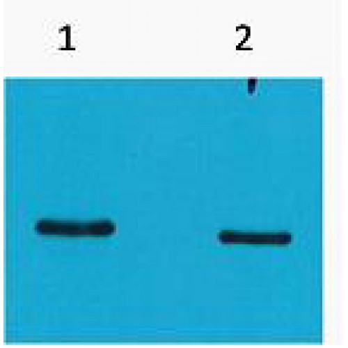 SRT Tag Antibody - Western blot of SRT-Tag antibody