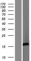 SRXN1 Protein - Western validation with an anti-DDK antibody * L: Control HEK293 lysate R: Over-expression lysate