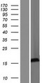 SRXN1 Protein - Western validation with an anti-DDK antibody * L: Control HEK293 lysate R: Over-expression lysate