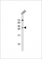 SRY Antibody - Anti-SRY Antibody (Center)at 1:1000 dilution + K562 whole cell lysates Lysates/proteins at 20 ug per lane. Secondary Goat Anti-Rabbit IgG, (H+L), Peroxidase conjugated at 1:10000 dilution. Predicted band size: 24 kDa. Blocking/Dilution buffer: 5% NFDM/TBST.