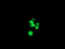 SRY Antibody - Anti-SRY mouse monoclonal antibody immunofluorescent staining of COS7 cells transiently transfected by pCMV6-ENTRY SRY.