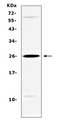 SRY Antibody - Western blot analysis of SRY using anti-SRY antibody. Electrophoresis was performed on a 5-20% SDS-PAGE gel at 70V (Stacking gel) / 90V (Resolving gel) for 2-3 hours. The sample well of each lane was loaded with 50ug of sample under reducing conditions. Lane 1: human Hela whole cell lysate. After Electrophoresis, proteins were transferred to a Nitrocellulose membrane at 150mA for 50-90 minutes. Blocked the membrane with 5% Non-fat Milk/ TBS for 1.5 hour at RT. The membrane was incubated with rabbit anti-SRY antigen affinity purified polyclonal antibody at 0.5 µg/mL overnight at 4°C, then washed with TBS-0.1% Tween 3 times with 5 minutes each and probed with a goat anti-rabbit IgG-HRP secondary antibody at a dilution of 1:10000 for 1.5 hour at RT. The signal is developed using an Enhanced Chemiluminescent detection (ECL) kit with Tanon 5200 system. A specific band was detected for SRY at approximately 26KD. The expected band size for SRY is at 24KD.