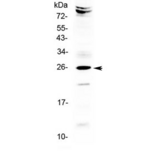 SRY Antibody - Western blot testing of human HeLa cell lysate with SRY antibody at 0.5ug/ml. Predicted molecular weight ~24 kDa.