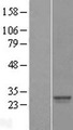 SRY Protein - Western validation with an anti-DDK antibody * L: Control HEK293 lysate R: Over-expression lysate