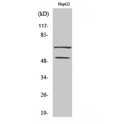 SS18 Antibody - Western blot of SYT antibody