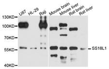 SS18L1 / CREST Antibody - Western blot analysis of extract of various cells.