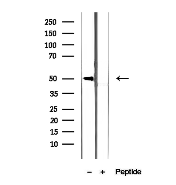 SS18L1 / CREST Antibody - Western blot analysis of extracts of NIH-3T3 cells using CREST antibody.