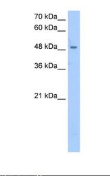 SSB / La Antibody - Jurkat cell lysate. Antibody concentration: 2.5 ug/ml. Gel concentration: 12%.  This image was taken for the unconjugated form of this product. Other forms have not been tested.