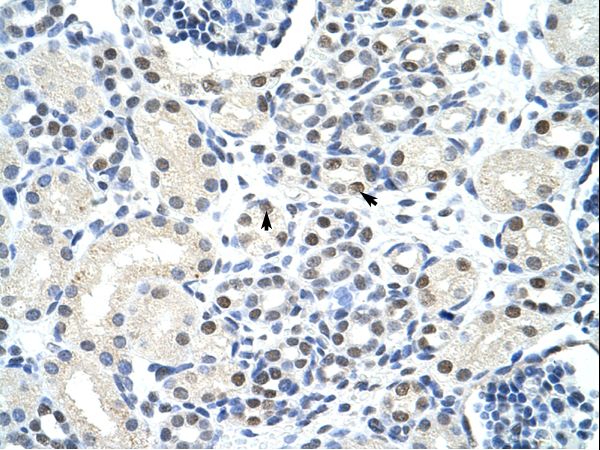 SSB / La Antibody - Human Kidney.  This image was taken for the unconjugated form of this product. Other forms have not been tested.