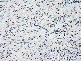 SSB / La Antibody - Immunohistochemical staining of paraffin-embedded Ovary tissue using anti-SSB mouse monoclonal antibody. (Dilution 1:50).