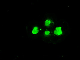 SSB / La Antibody - Anti-SSB mouse monoclonal antibody  immunofluorescent staining of COS7 cells transiently transfected by pCMV6-ENTRY SSB.