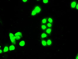 SSB / La Antibody - Immunofluorescent staining of HT29 cells using anti-SSB mouse monoclonal antibody.