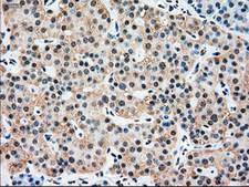 SSB / La Antibody - IHC of paraffin-embedded pancreas tissue using anti-SSB mouse monoclonal antibody. (Dilution 1:50).