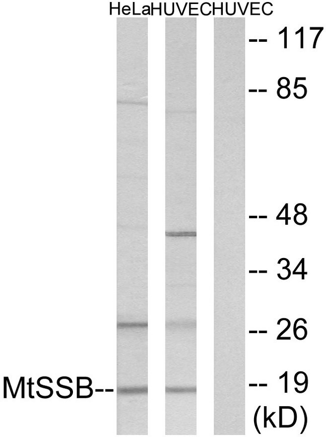 SSBP1 / mtSSB Antibody - Western blot analysis of lysates from HUVEC and HeLa cells, using MtSSB Antibody. The lane on the right is blocked with the synthesized peptide.