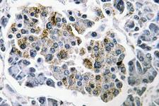 SSBP1 / mtSSB Antibody - IHC of SSBP1 (Q100) pAb in paraffin-embedded human pancreas tissue.