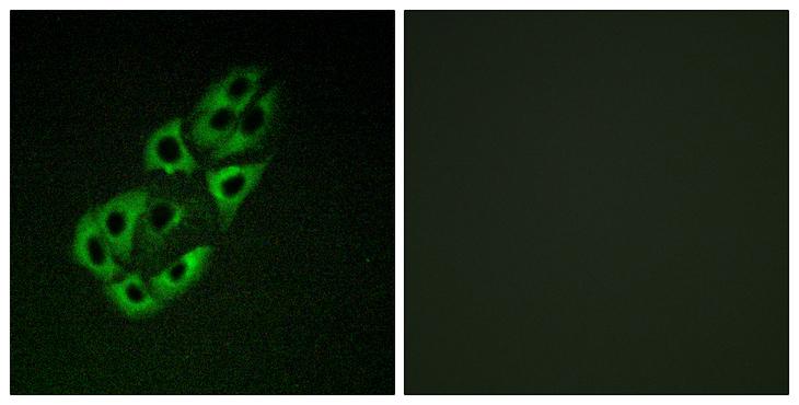 SSBP1 / mtSSB Antibody - Peptide - + Immunofluorescence analysis of A549 cells, using MtSSB antibody.