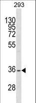 SSBP2 Antibody - SSBP2 Antibody western blot of 293 cell line lysates (35 ug/lane). The SSBP2 antibody detected the SSBP2 protein (arrow).