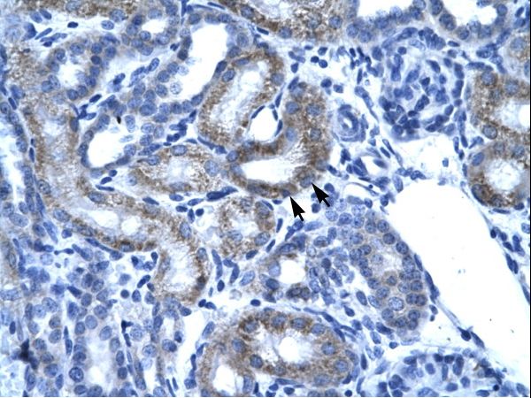 SSBP2 Antibody - Human Kidney.  This image was taken for the unconjugated form of this product. Other forms have not been tested.