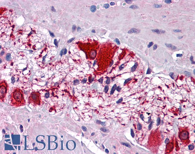 SSBP2 Antibody - Anti-SSBP2 antibody IHC of human colon, myenteric plexus. Immunohistochemistry of formalin-fixed, paraffin-embedded tissue after heat-induced antigen retrieval. Antibody concentration 5 ug/ml.  This image was taken for the unconjugated form of this product. Other forms have not been tested.