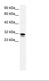SSBP2 Antibody - Raji Cell Lysate.  This image was taken for the unconjugated form of this product. Other forms have not been tested.