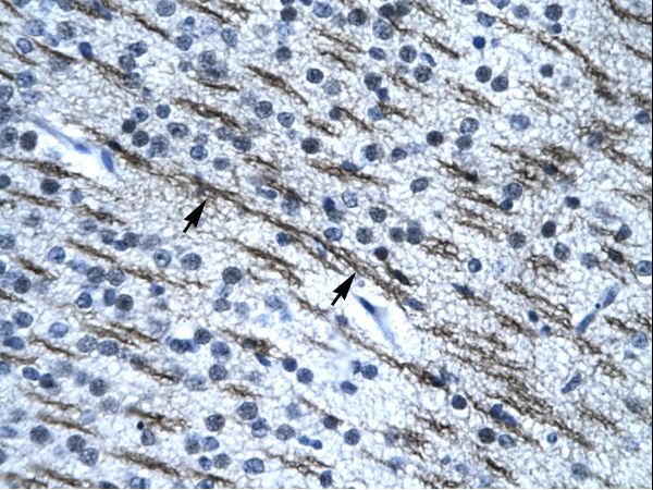 SSBP2 Antibody - Human Brain.  This image was taken for the unconjugated form of this product. Other forms have not been tested.
