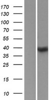 SSBP4 Protein - Western validation with an anti-DDK antibody * L: Control HEK293 lysate R: Over-expression lysate
