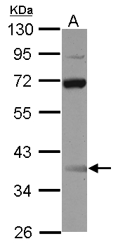 SSDP1 / SSBP3 Antibody - Sample (30 ug of whole cell lysate) A: Raji 10% SDS PAGE SSBP3 antibody diluted at 1:1000