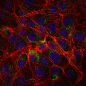 SSEA-1 / Lewis x / CD15 Antibody - Immunofluorescence of PC-2 cells using CD15 mouse monoclonal antibody (green). Blue: DRAQ5 fluorescent DNA dye. Red: Actin filaments have been labeled with Alexa Fluor-555 phalloidin.
