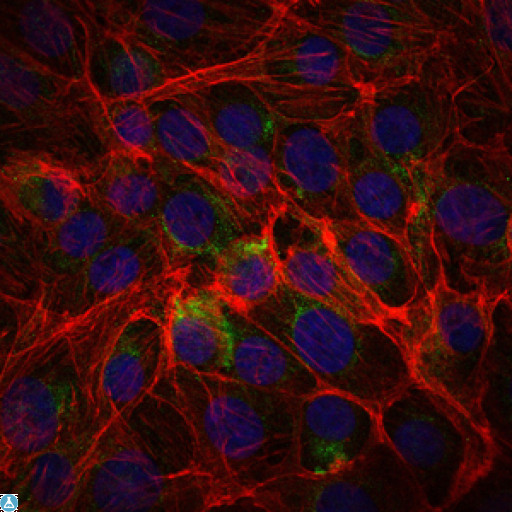 SSEA-1 / Lewis x / CD15 Antibody - Immunofluorescence (IF) analysis of PC-2 cells using CD15 Monoclonal Antibody (green). Blue: DRAQ5 fluorescent DNA dye. Red: Actin filaments have been labeled with Alexa Fluor-555 phalloidin.