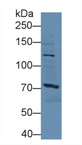 SSFA2 Antibody - Western Blot; Sample: Mouse Liver lysate; Primary Ab: 3µg/ml Rabbit Anti-Human SSFA2 Antibody Second Ab: 0.2µg/mL HRP-Linked Caprine Anti-Rabbit IgG Polyclonal Antibody