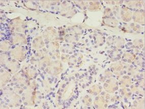 SSFA2 Antibody - Immunohistochemistry of paraffin-embedded human pancreas tissue using antibody at 1:100 dilution.  This image was taken for the unconjugated form of this product. Other forms have not been tested.