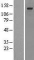 SSFA2 Protein - Western validation with an anti-DDK antibody * L: Control HEK293 lysate R: Over-expression lysate