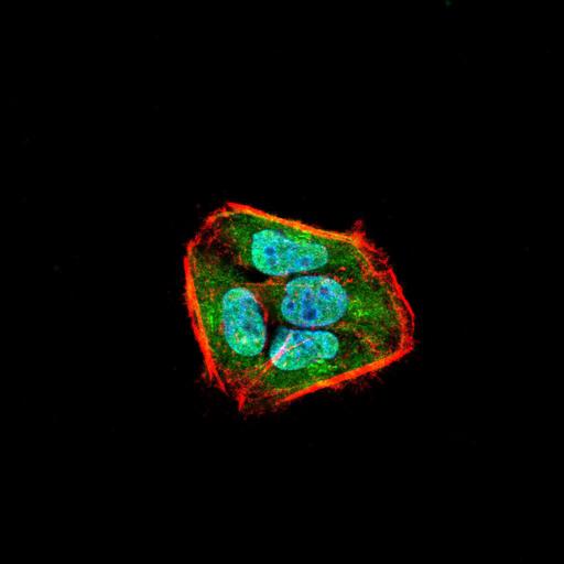 SSH1 Antibody - Immunofluorescence analysis of Hela cells using SLINGSHOT-1L mouse mAb (green). Blue: DRAQ5 fluorescent DNA dye. Red: Actin filaments have been labeled with Alexa Fluor- 555 phalloidin. Secondary antibody from Fisher
