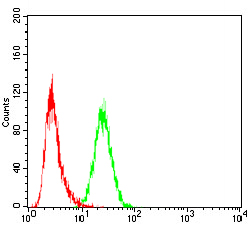 SSH1 Antibody - Flow cytometric analysis of Hela cells using SLINGSHOT-1L mouse mAb (green) and negative control (red).