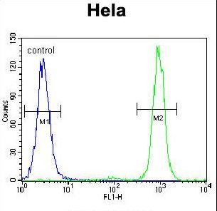SSH3 Antibody - SSH3 Antibody flow cytometry of HeLa cells (right histogram) compared to a negative control cell (left histogram). FITC-conjugated goat-anti-rabbit secondary antibodies were used for the analysis.