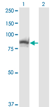 SSH3 Antibody - Western blot of SSH3 expression in transfected 293T cell line by SSH3 monoclonal antibody (M01), clone 6F9.