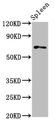 SSH3 Antibody - Positive Western Blot detected in Rat spleen tissue. All lanes: SSH3 antibody at 5.3 µg/ml Secondary Goat polyclonal to rabbit IgG at 1/50000 dilution. Predicted band size: 73, 53, 57, 43, 17 KDa. Observed band size: 73 KDa