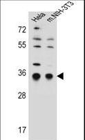 SSR1 Antibody - SSR1 Antibody western blot of HeLa,mouse NIH-3T3 cell line lysates (35 ug/lane). The SSR1 antibody detected the SSR1 protein (arrow).