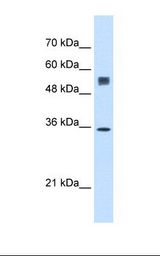 SSR1 Antibody - HepG2 cell lysate. Antibody concentration: 0.5 ug/ml. Gel concentration: 12%.  This image was taken for the unconjugated form of this product. Other forms have not been tested.