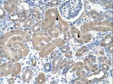 SSR1 Antibody - SSR1 antibody SSR1(signal sequence receptor, alpha (translocon-associated protein alpha)) Antibody was used in IHC to stain formalin-fixed, paraffin-embedded human kidney.  This image was taken for the unconjugated form of this product. Other forms have not been tested.