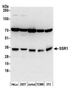 SSR1 Antibody - Detection of human and mouse SSR1 by western blot. Samples: Whole cell lysate (50 µg) from HeLa, HEK293T, Jurkat, mouse TCMK-1, and mouse NIH 3T3 cells prepared using NETN lysis buffer. Antibody: Affinity purified rabbit anti-SSR1 antibody used for WB at 0.4 µg/ml. Detection: Chemiluminescence with an exposure time of 30 seconds.