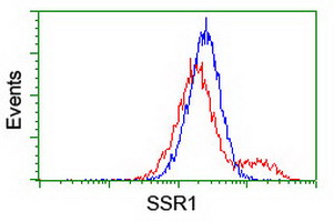SSR1 Antibody - HEK293T cells transfected with either overexpress plasmid (Red) or empty vector control plasmid (Blue) were immunostained by anti-SSR1 antibody, and then analyzed by flow cytometry.
