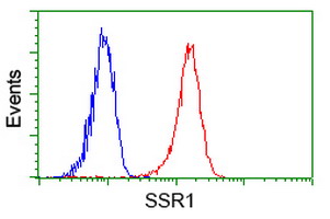 SSR1 Antibody - Flow cytometry of Jurkat cells, using anti-SSR1 antibody (Red), compared to a nonspecific negative control antibody (Blue).
