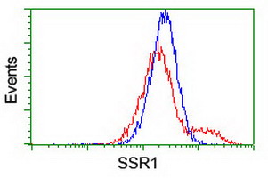 SSR1 Antibody - HEK293T cells transfected with either overexpress plasmid (Red) or empty vector control plasmid (Blue) were immunostained by anti-SSR1 antibody, and then analyzed by flow cytometry.