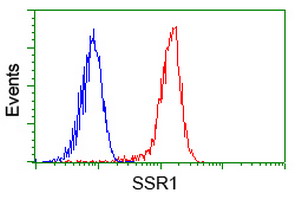 SSR1 Antibody - Flow cytometry of HeLa cells, using anti-SSR1 antibody (Red), compared to a nonspecific negative control antibody (Blue).