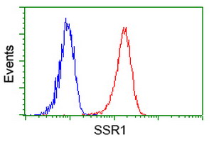 SSR1 Antibody - Flow cytometry of Jurkat cells, using anti-SSR1 antibody (Red), compared to a nonspecific negative control antibody (Blue).
