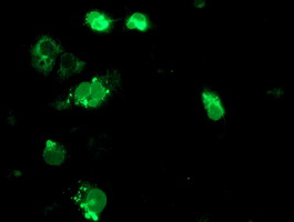 SSR1 Antibody - Anti-SSR1 mouse monoclonal antibody immunofluorescent staining of COS7 cells transiently transfected by pCMV6-ENTRY SSR1.