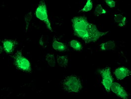 SSR1 Antibody - Anti-SSR1 mouse monoclonal antibody immunofluorescent staining of COS7 cells transiently transfected by pCMV6-ENTRY SSR1.